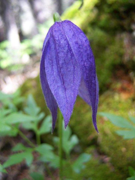 No 92 Rock Creek area, Montana. .JPG